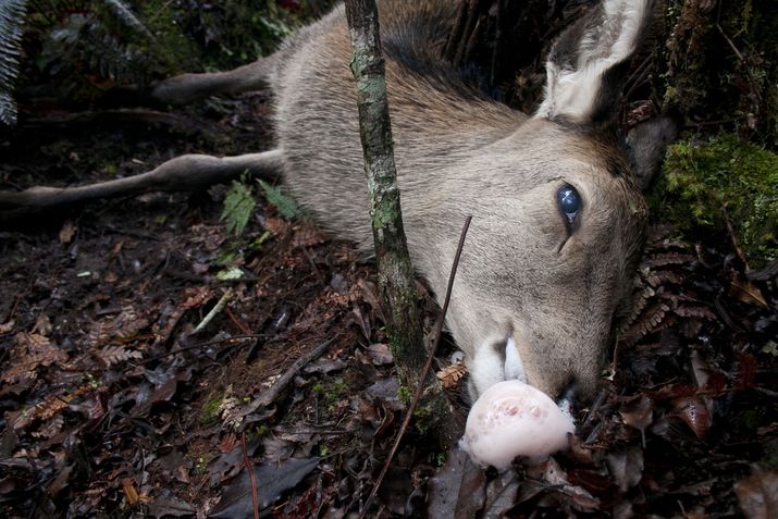 Maori Trusts Allow 1080 Poison to be Dropped Directly into Water 13 image