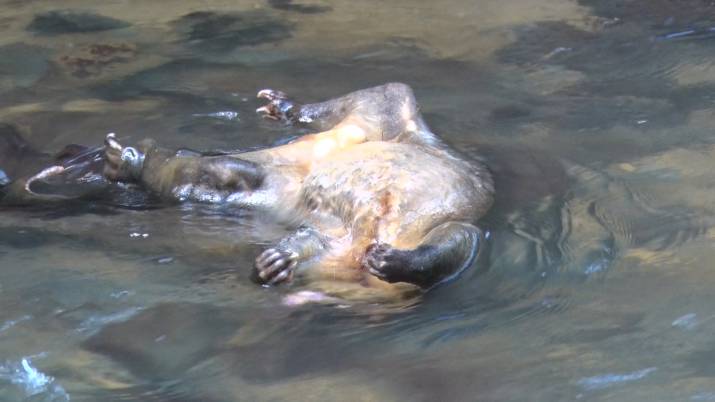 Animal Carcasses and 1080 Poison Baits Contaminate Waterways - District Health Board Responds 1