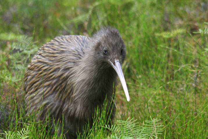48 Kiwi Dead at Pukaha - Mt Bruce 7 image