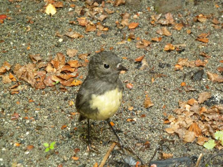 Kiwi Anti-Poison Public Spied On ... 7 image