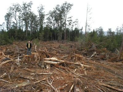 My fight for the forests 1