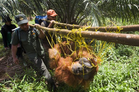 Action Not Words Needed to Save Orangutan Population 1