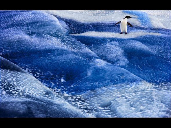 Antarctic Ocean Alliance calls on CCAMLR to prioritise Marine Protection 1