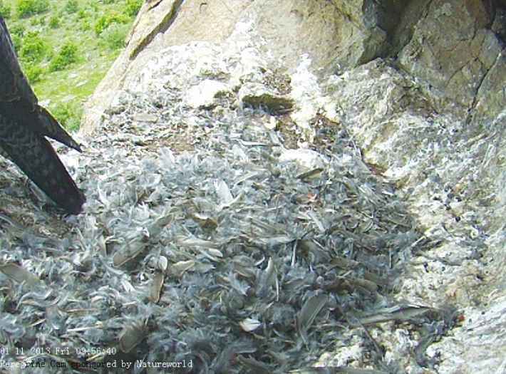 My, how you've grown (2) ... another update on the Peregrines 29 image