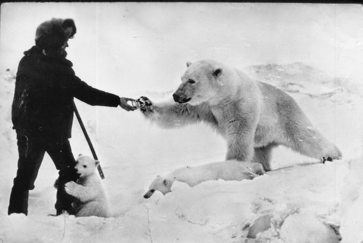 Russian islands declare emergency after mass invasion of polar bears 1