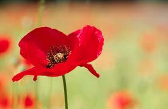 Observing Remembrance Day: a personal reflection 1