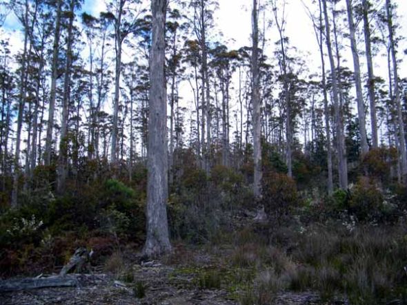 The short-sight of Forestry Tasmania 15 image