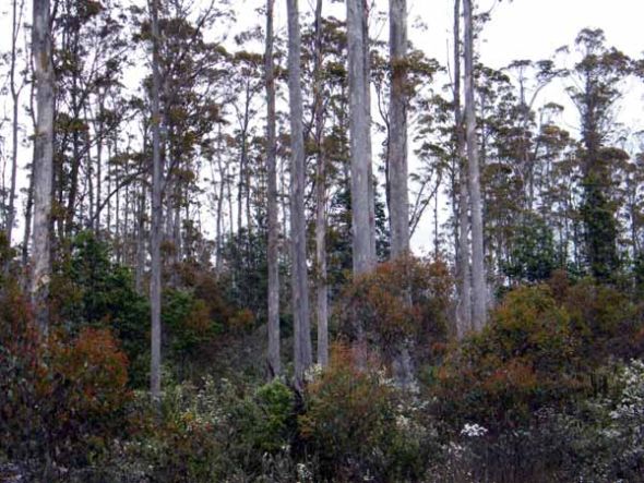 The short-sight of Forestry Tasmania 16 image