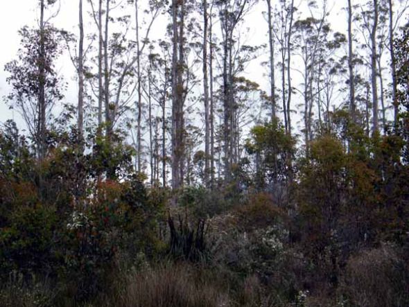 The short-sight of Forestry Tasmania 18 image