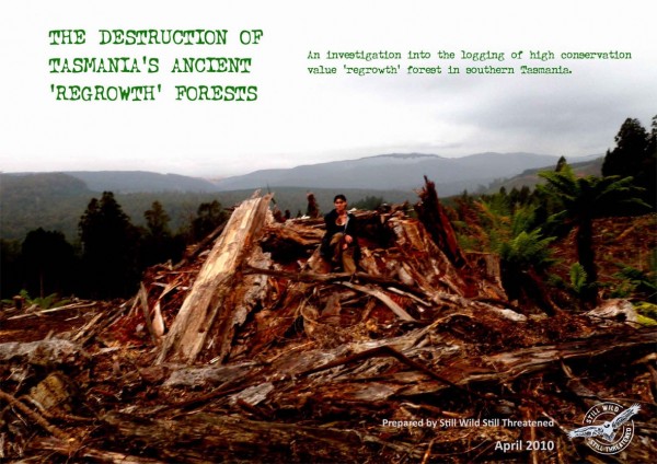 TREE SITTER DEFENDS ANCIENT FORESTS DEFINED AS REGROWTH 1