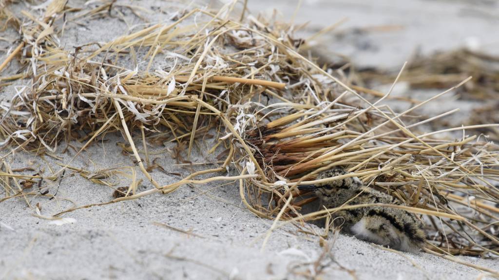 Chicks on beaches – do not disturb! 1