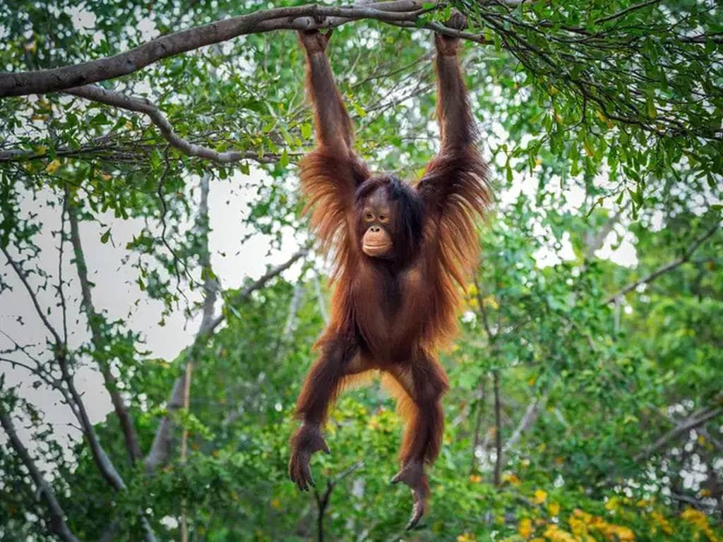 Chocolate giant Cadbury ‘still pushing orangutans towards extinction by wrecking habitat for palm oil' 1