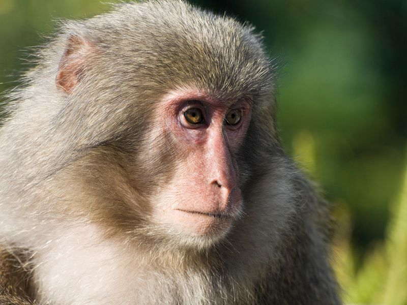 Matt Harvey stuff presents 'I got bit by a monkey once ...' 1
