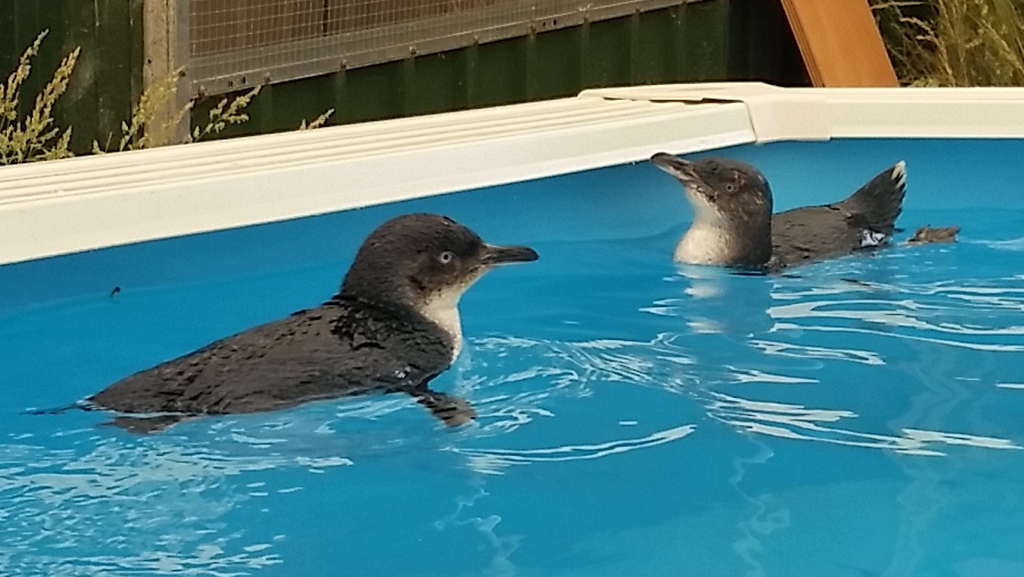 Penguin Rehabilitation Facility is the first of its kind in North-West Tasmania 1