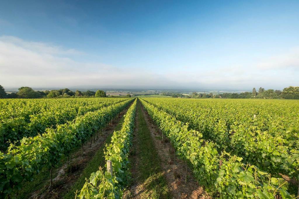 Tasmania Ripe For Wine Investment - Tasmanian Times