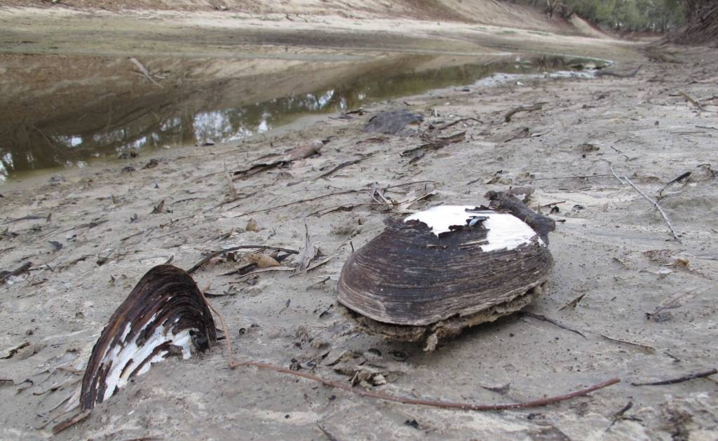 Menindee fish kill: another mass death on Darling River 'worse than last time' 1