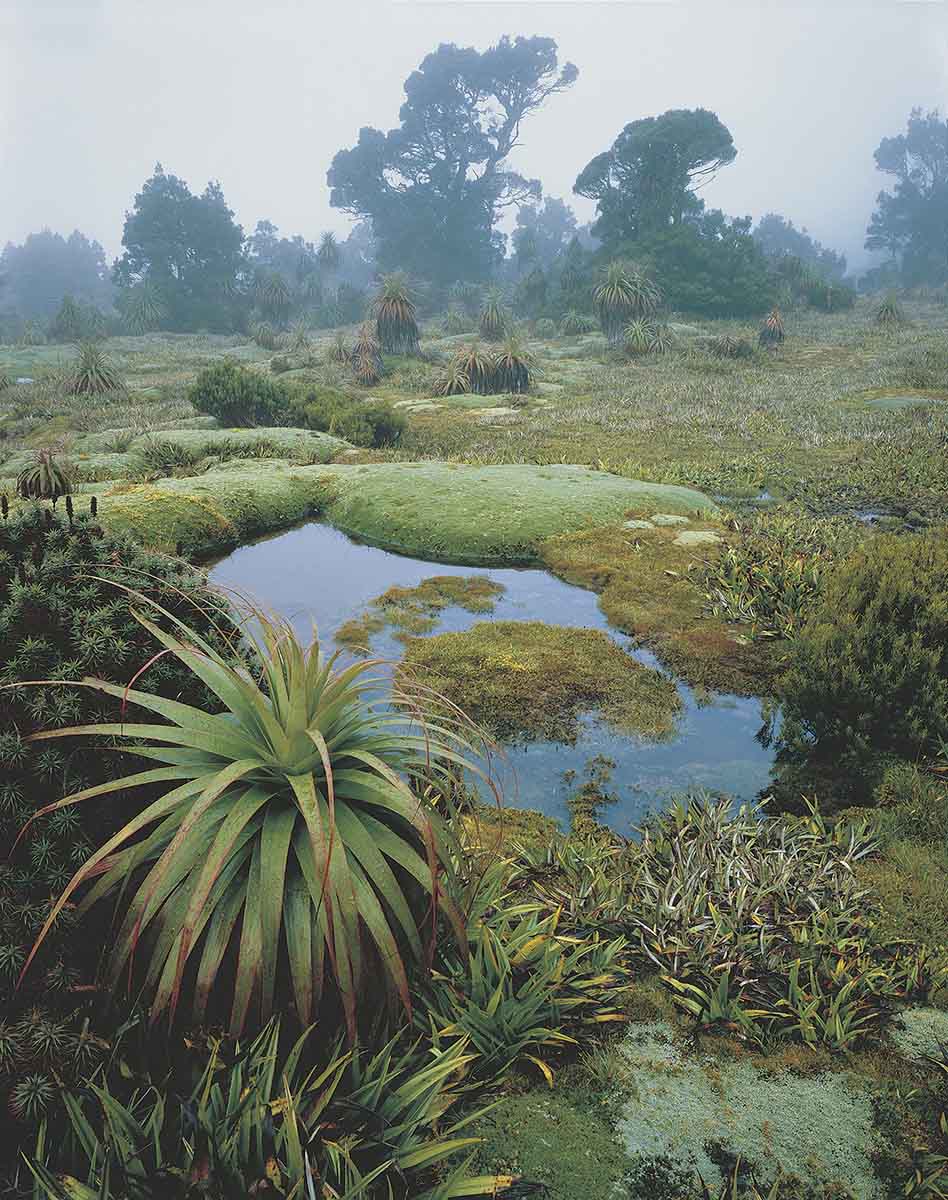 World Heritage Ancient Gondwanan Communities At Risk 7 World Heritage Ancient Gondwanan Communities At Risk 7