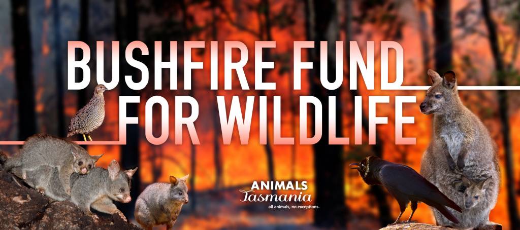 Bushfire Fund for Wildlife 1