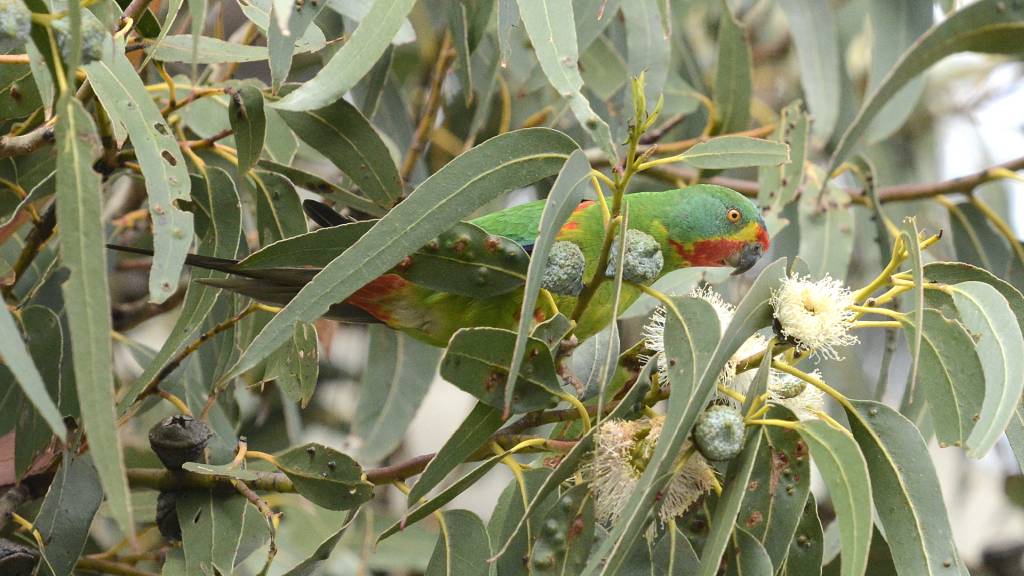 BirdLife Tasmania to appear before Senate Enquiry into Australia’s Fauna Extinction Crisis 1