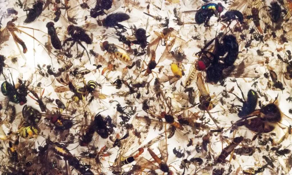 Plummeting insect numbers 'threaten collapse of nature' 1