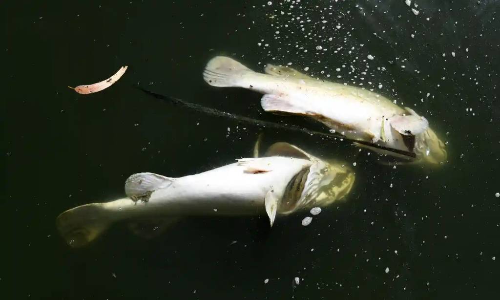 'The Darling will die': Scientists say mass fish kill due to over-extraction and drought 1