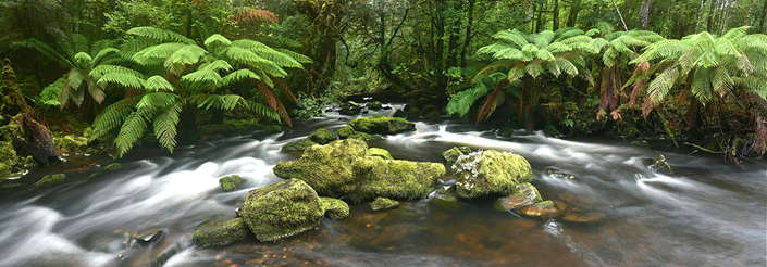 Tarkine/takayna – The Evolution of a National Park 9