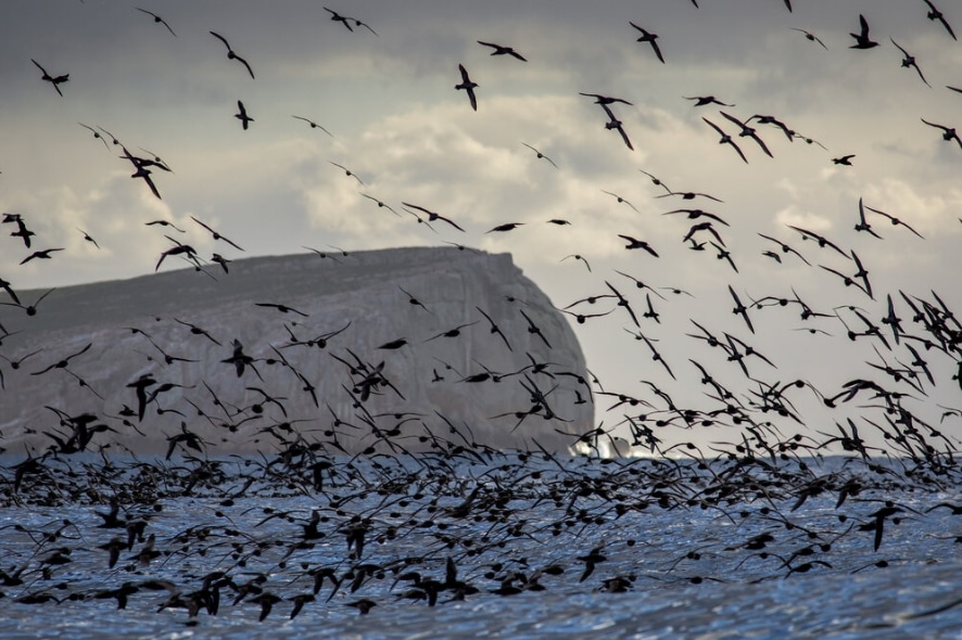 birds
