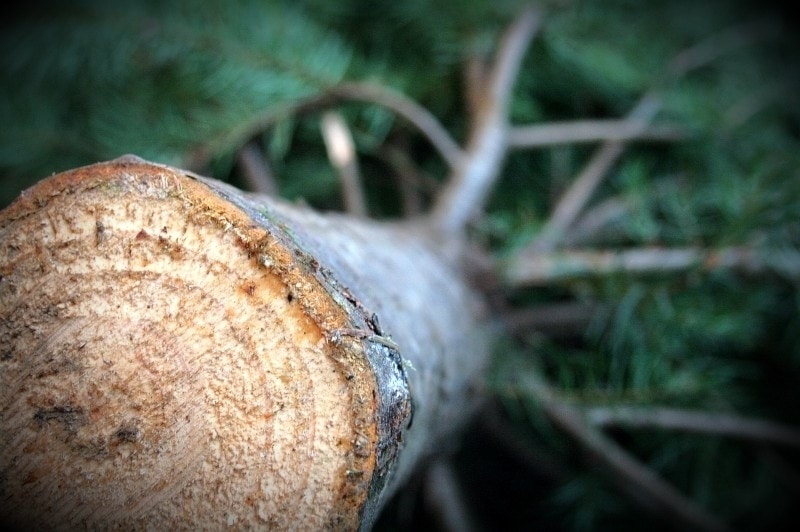 Rent A Xmas Tree? Tasmanian Times