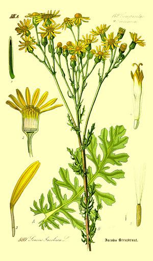 ragwort raid