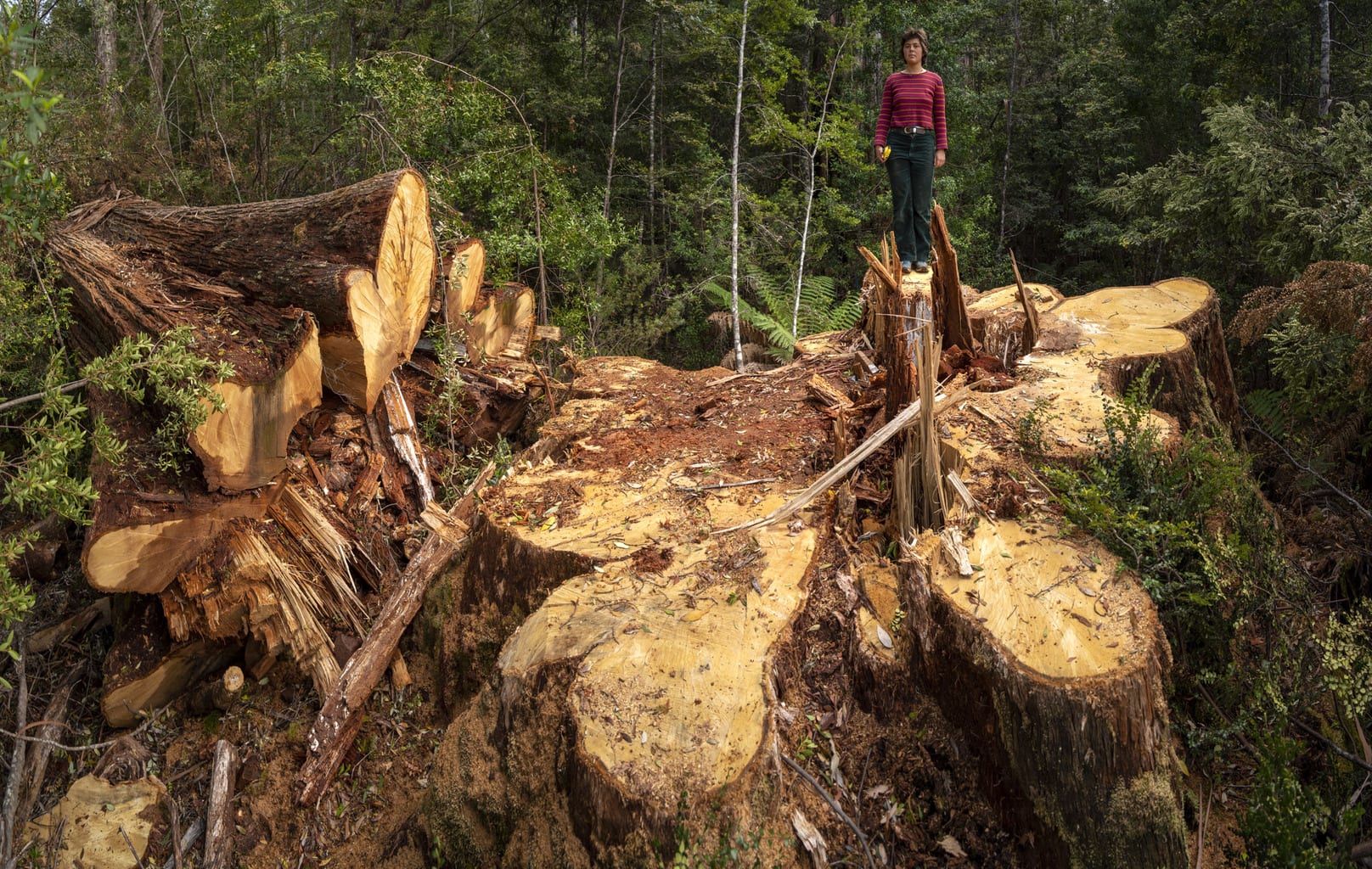 Five Giants Discovered in Huon Valley - Tasmanian Times