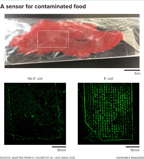 The Dating Game: When Food goes Bad 6