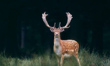 fallow deer