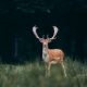 fallow deer