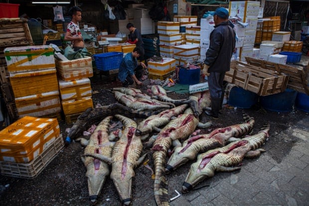 Wet & Wildlife Markets: Expert Views 1