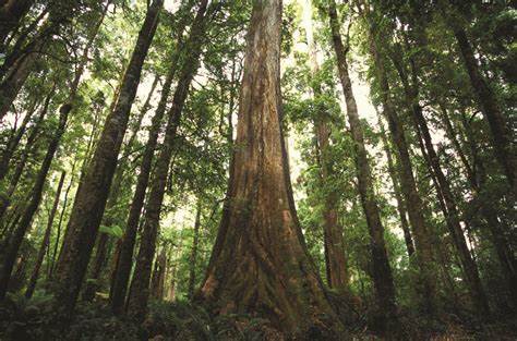 Media releases - Forestry 3