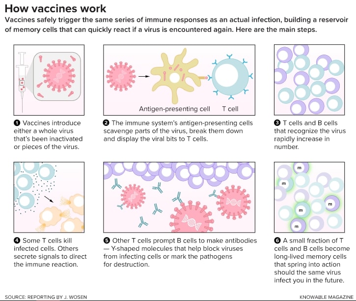 An Old Problem: How Immune Responses Weaken with Age 11 An Old Problem: How Immune Responses Weaken with Age 11