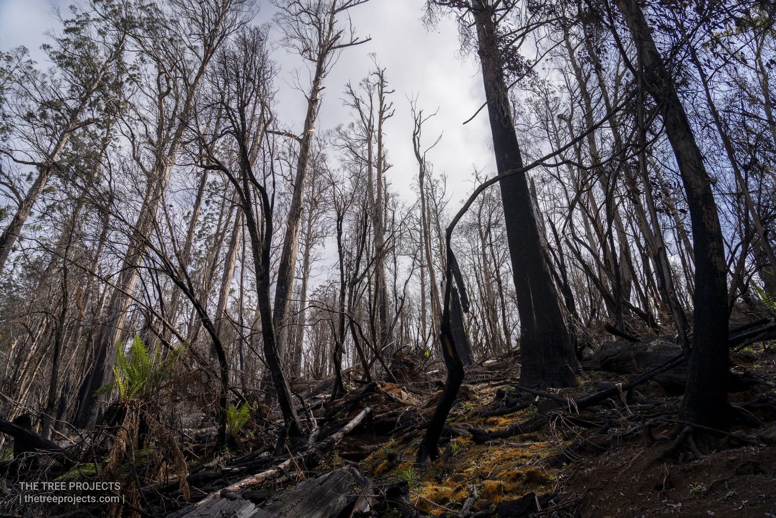 Bushfire Paper Withdrawn 5