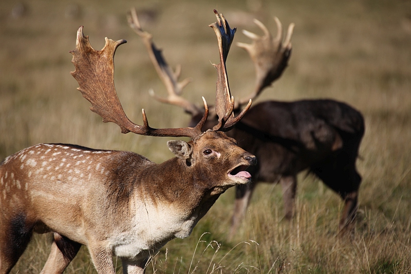 Feasibility Study into Use of Wild-shot Deer 1