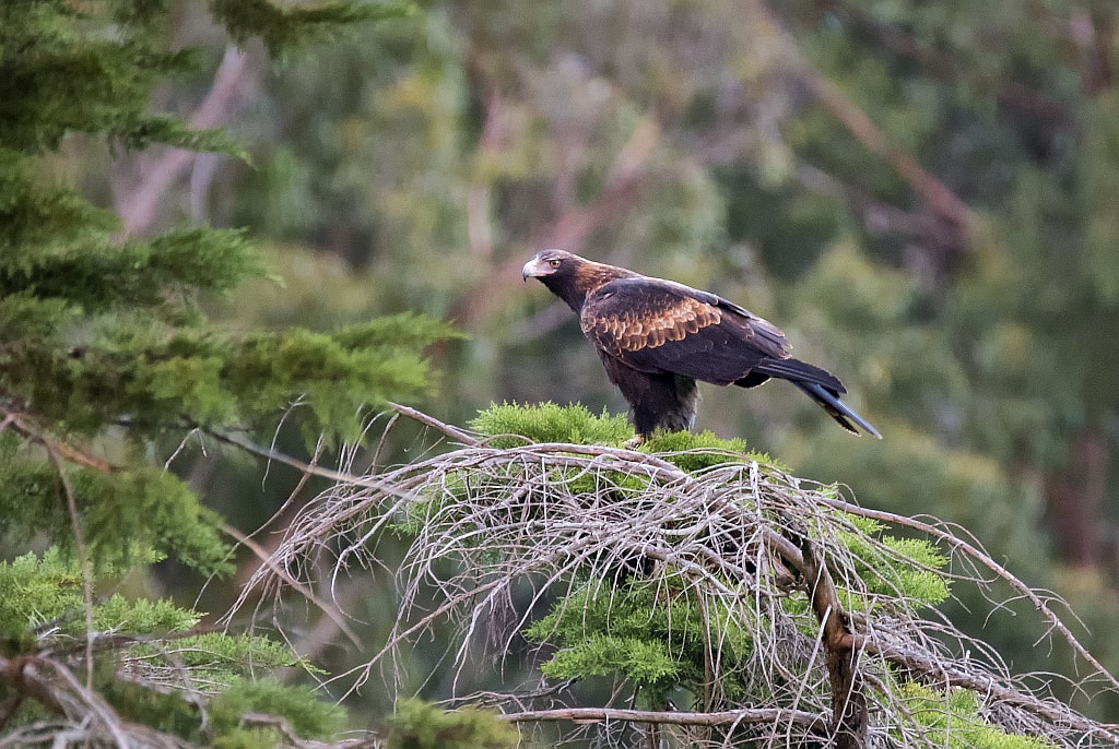Birds of Prey Found in Tasmania — Bonorong Wildlife Sanctuary