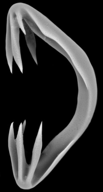 Haul of New Species of Carnivorous Sponges Found 2 Haul of New Species of Carnivorous Sponges Found 2