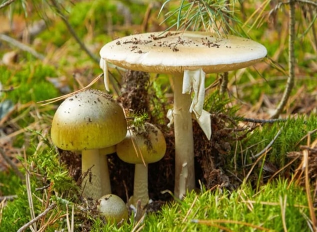 Spike in Wild Mushroom Poisonings Prompts Warning - Tasmanian Times