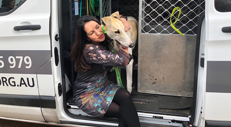 greyhound adoption
