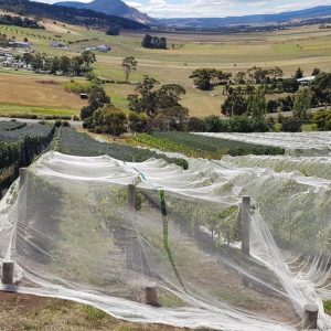 Pooley Wines