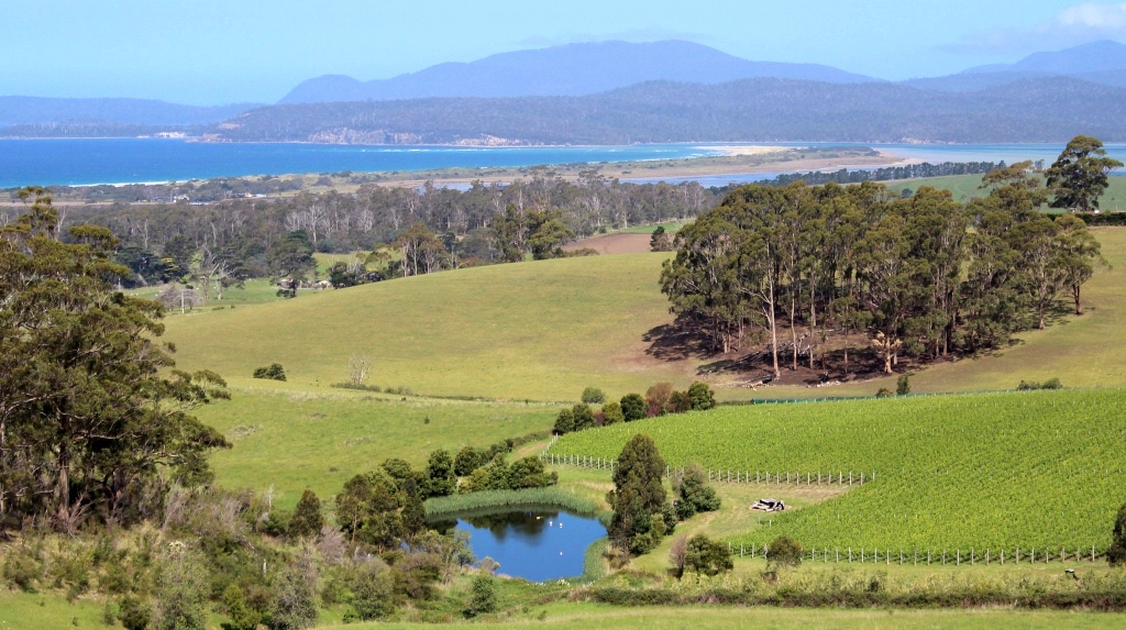 Vineyard Couple not Drowning, Web-surfing 3 Cape Bernier