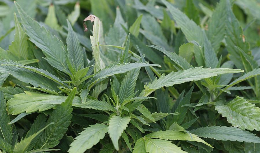 Research Boost for Tasmanian Industrial Hemp 1