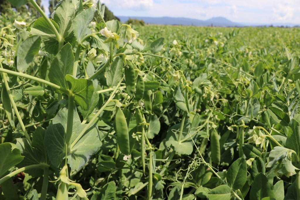 Safeguarding the Future of Tasmania's Pea Industry 1
