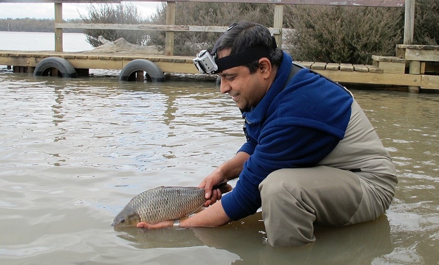 Mystery Carp Abnormality Creates Opportunities 1