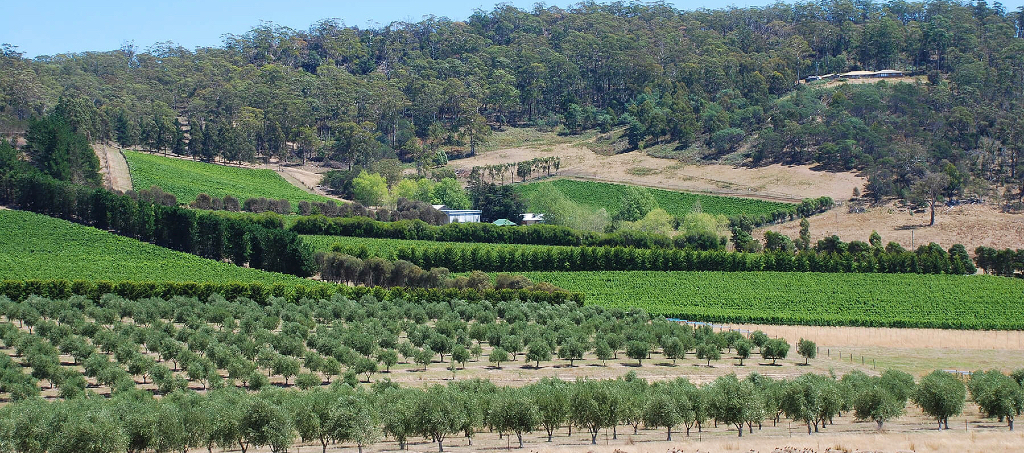 Second Chance Vines Yield First Class Wines 3