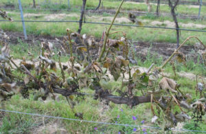 Second Chance Vines Yield First Class Wines 4