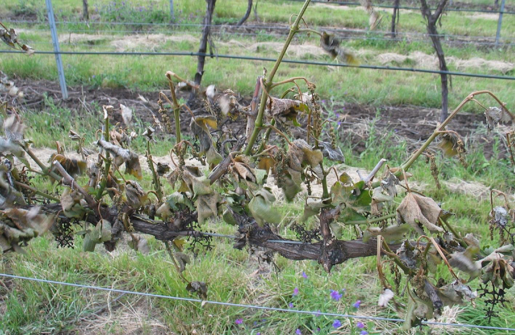 Second Chance Vines Yield First Class Wines Tasmanian Times